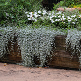 Dichondra Silver Falls - 18cm Pot