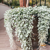 Dichondra Silver Falls - 14cm Pot