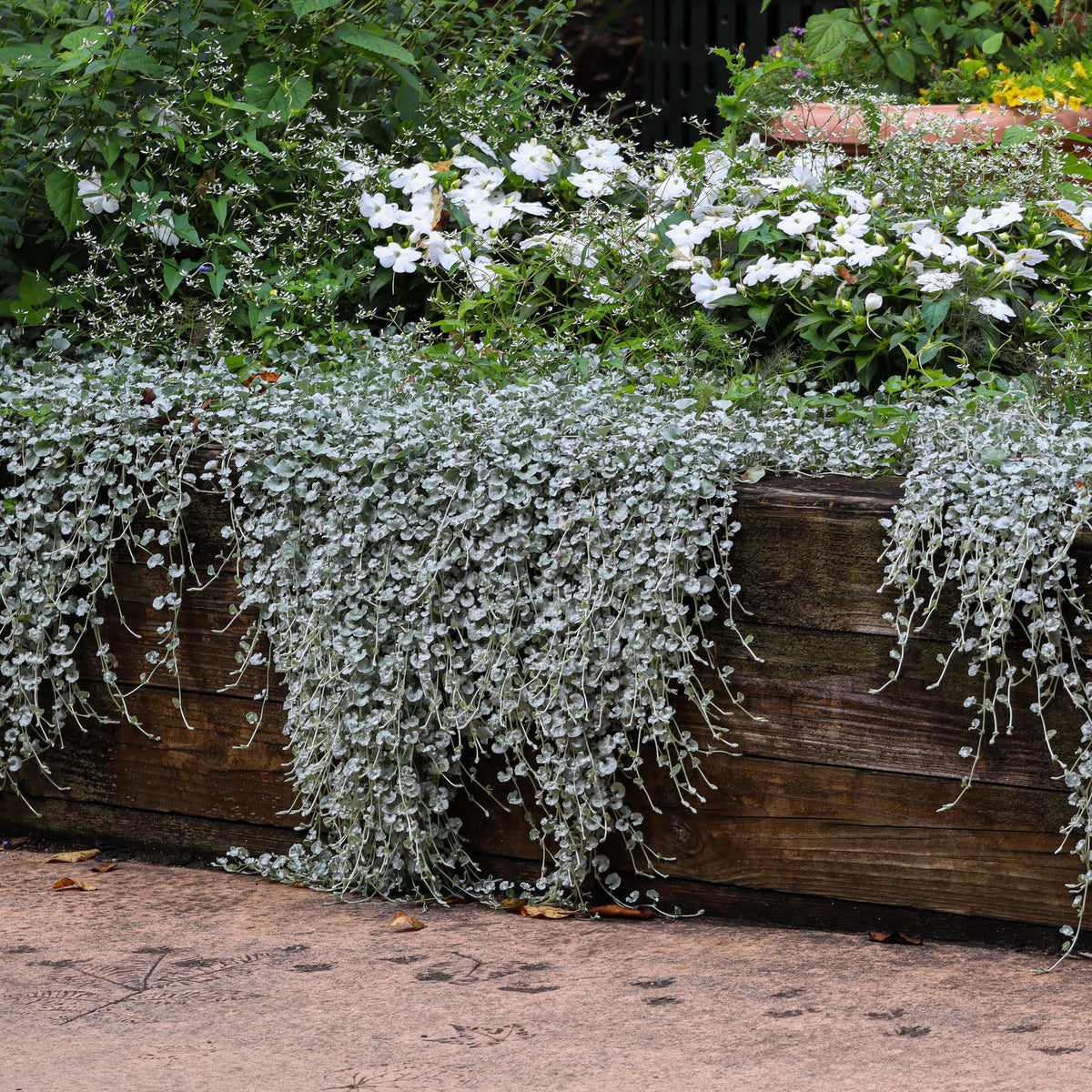 Dichondra Silver Falls - 14cm Pot