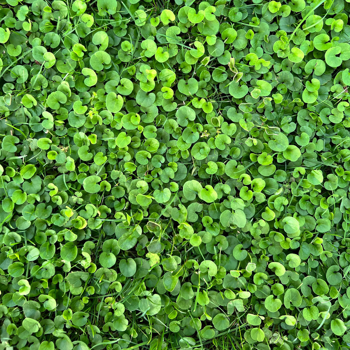 Dichondra Repens - 14cm Pot