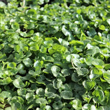 Dichondra Repens - 14cm Pot
