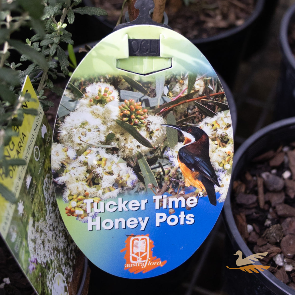 Banksia Honey Pots - 14cm Pot