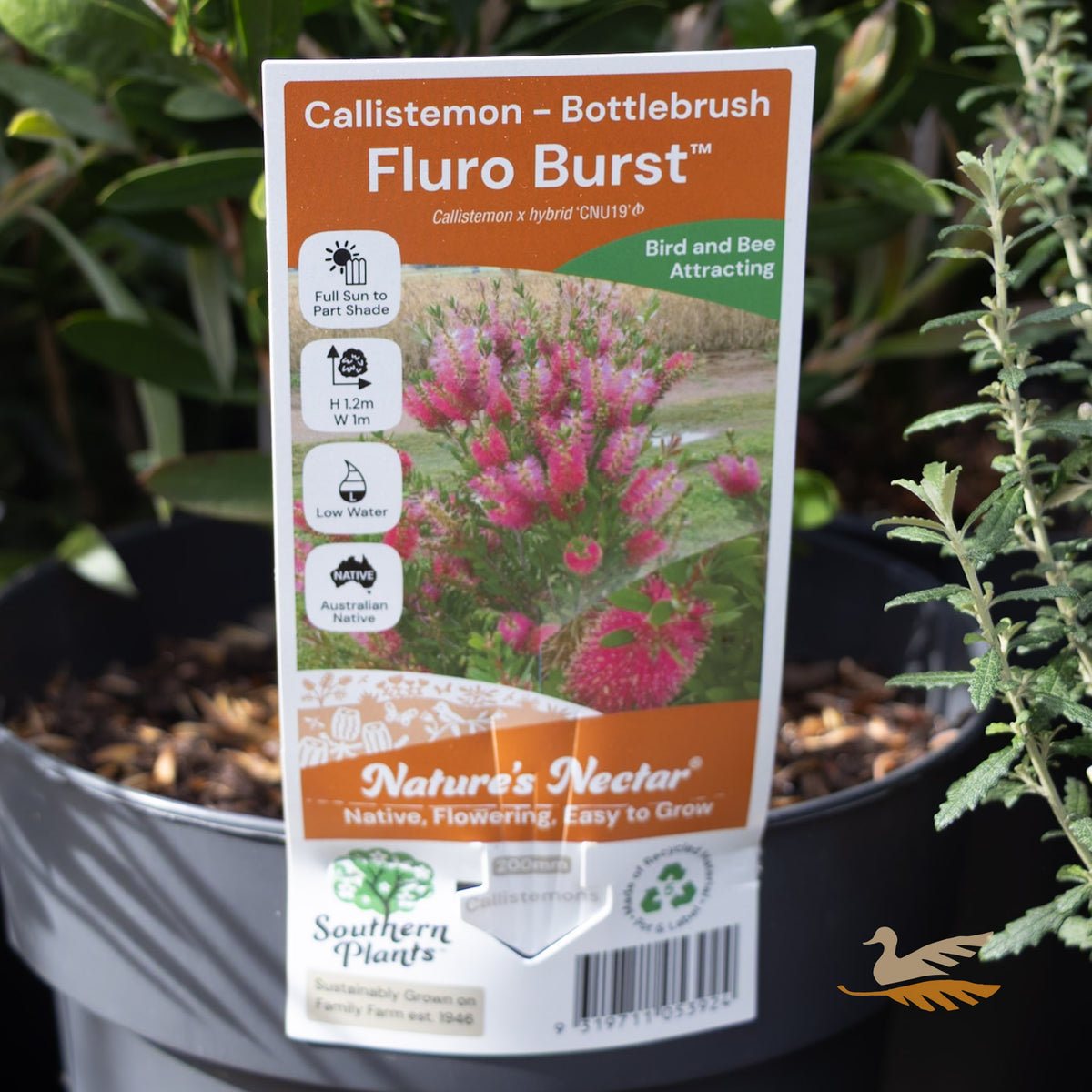 Callistemon Fluro Burst - 20cm Pot