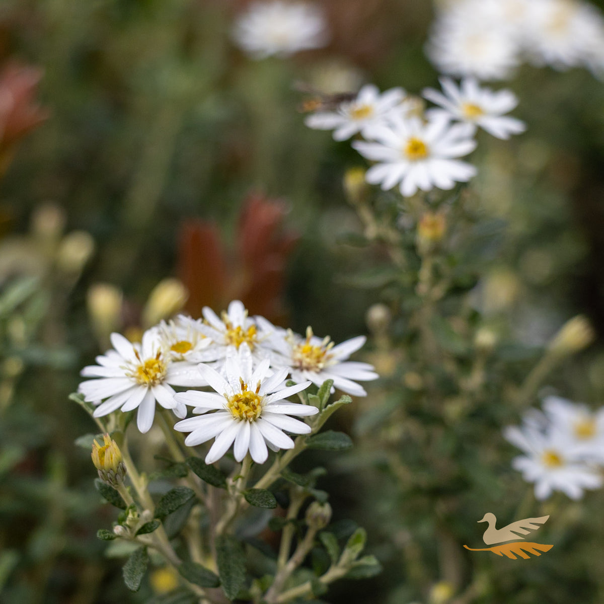 Olearia Spring Bling - 14cm Pot