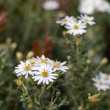 Olearia Spring Bling - 14cm Pot