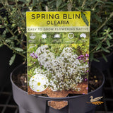 Olearia Spring Bling - 14cm Pot