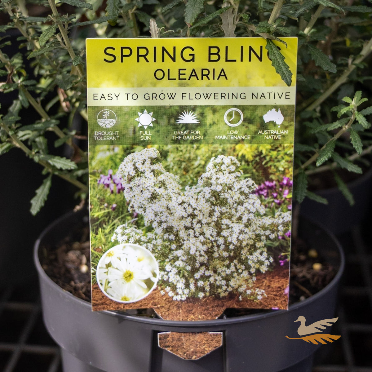 Olearia Spring Bling - 14cm Pot