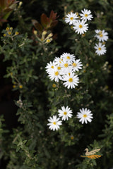 Olearia Spring Bling - 14cm Pot