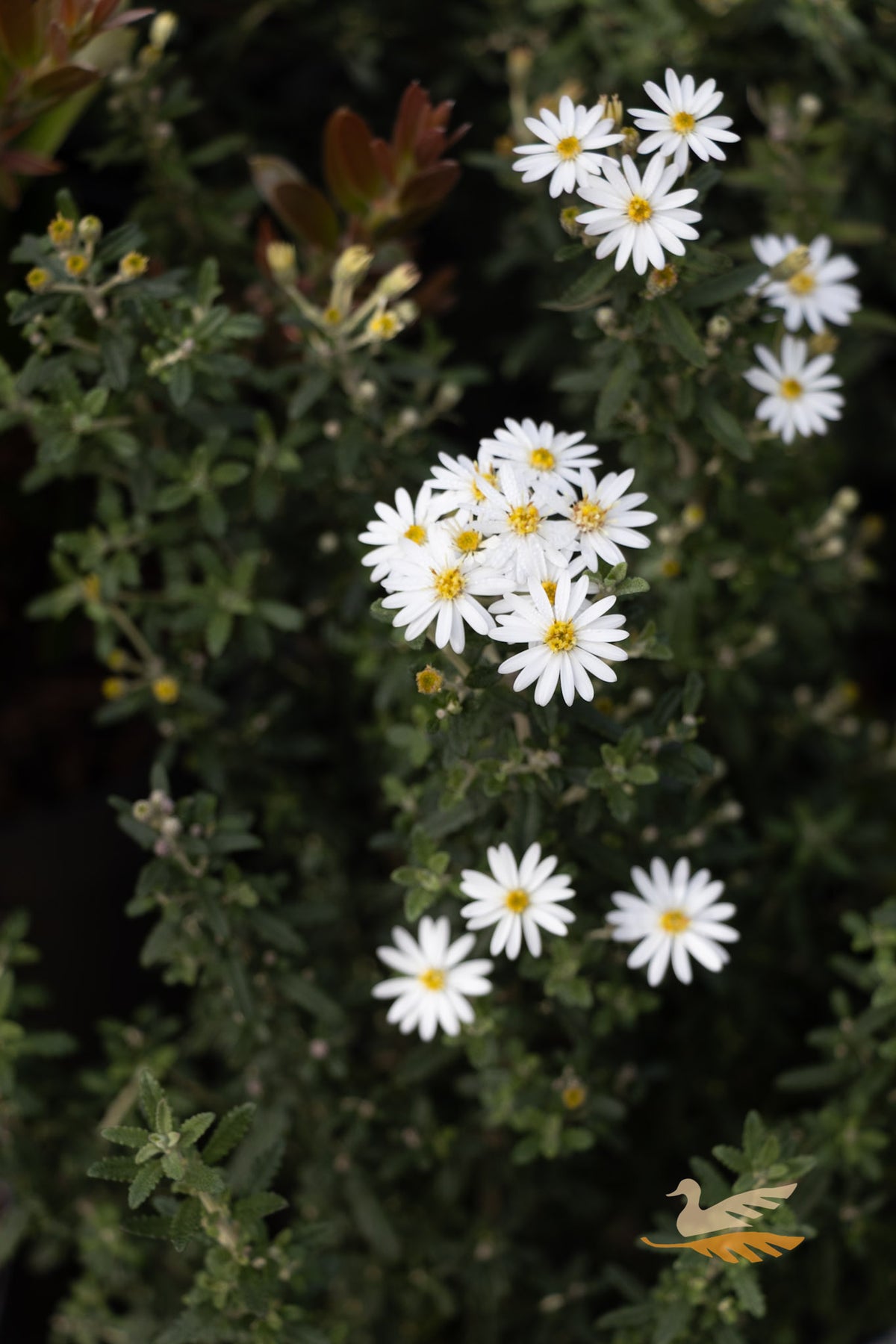 Olearia Spring Bling - 14cm Pot