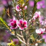 Chamelaucium Sarah's Delight - 14cm Pot