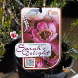 Chamelaucium Sarah's Delight - 14cm Pot