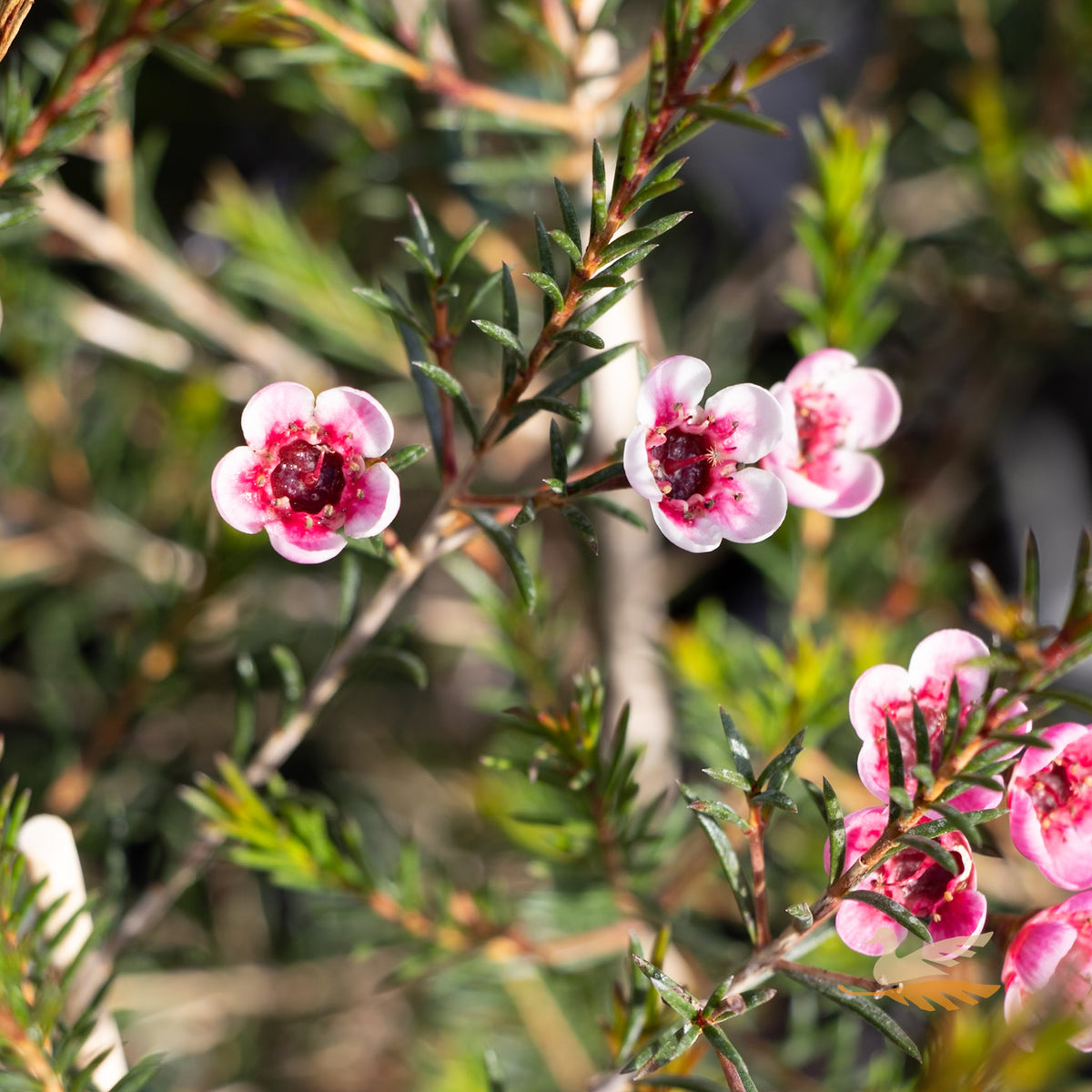 Chamelaucium Meaghan - 14cm Pot