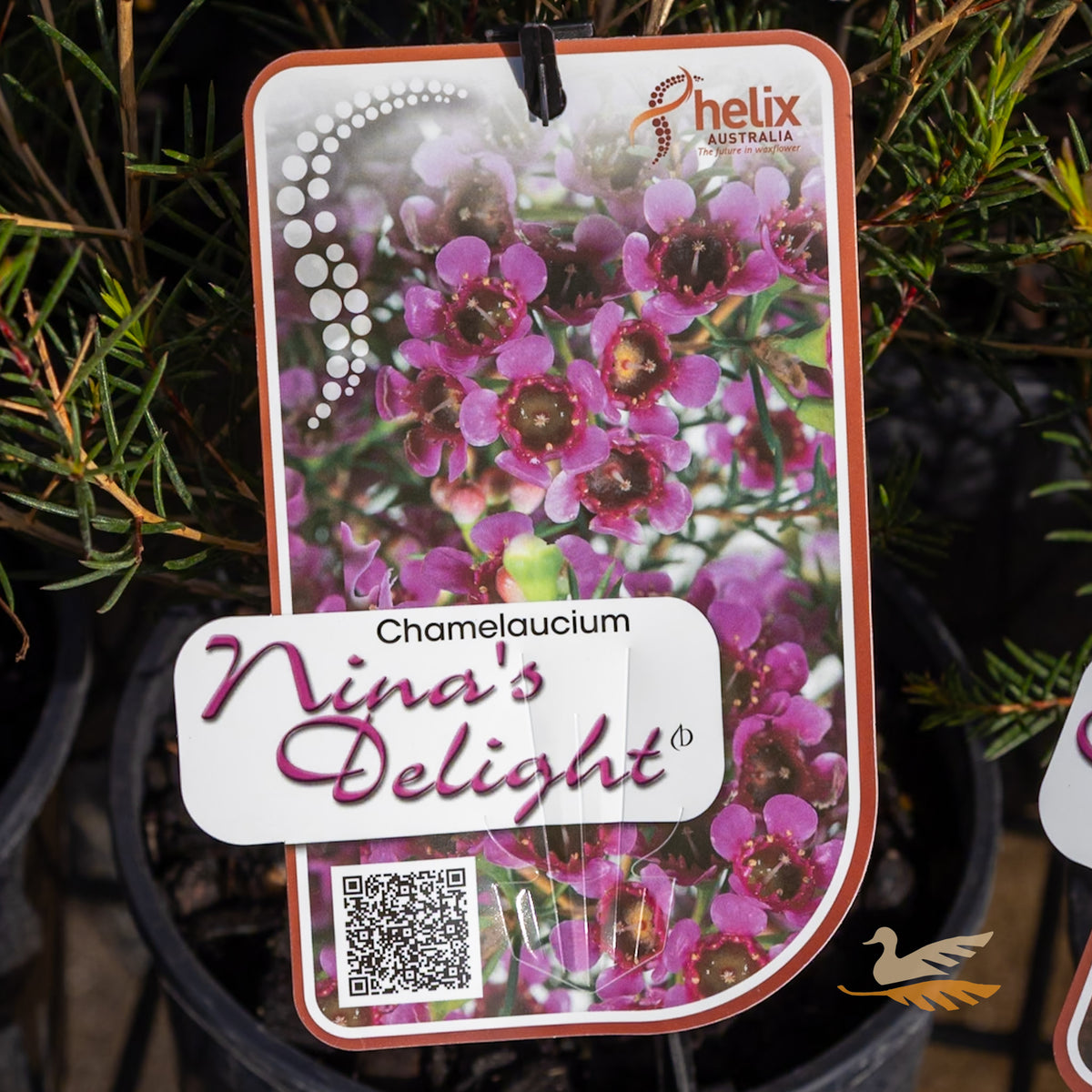 Chamelaucium Nina's Delight - 14cm Pot