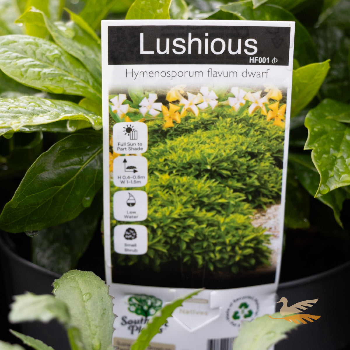 Hymenosporum Luscious - 20cm Pot