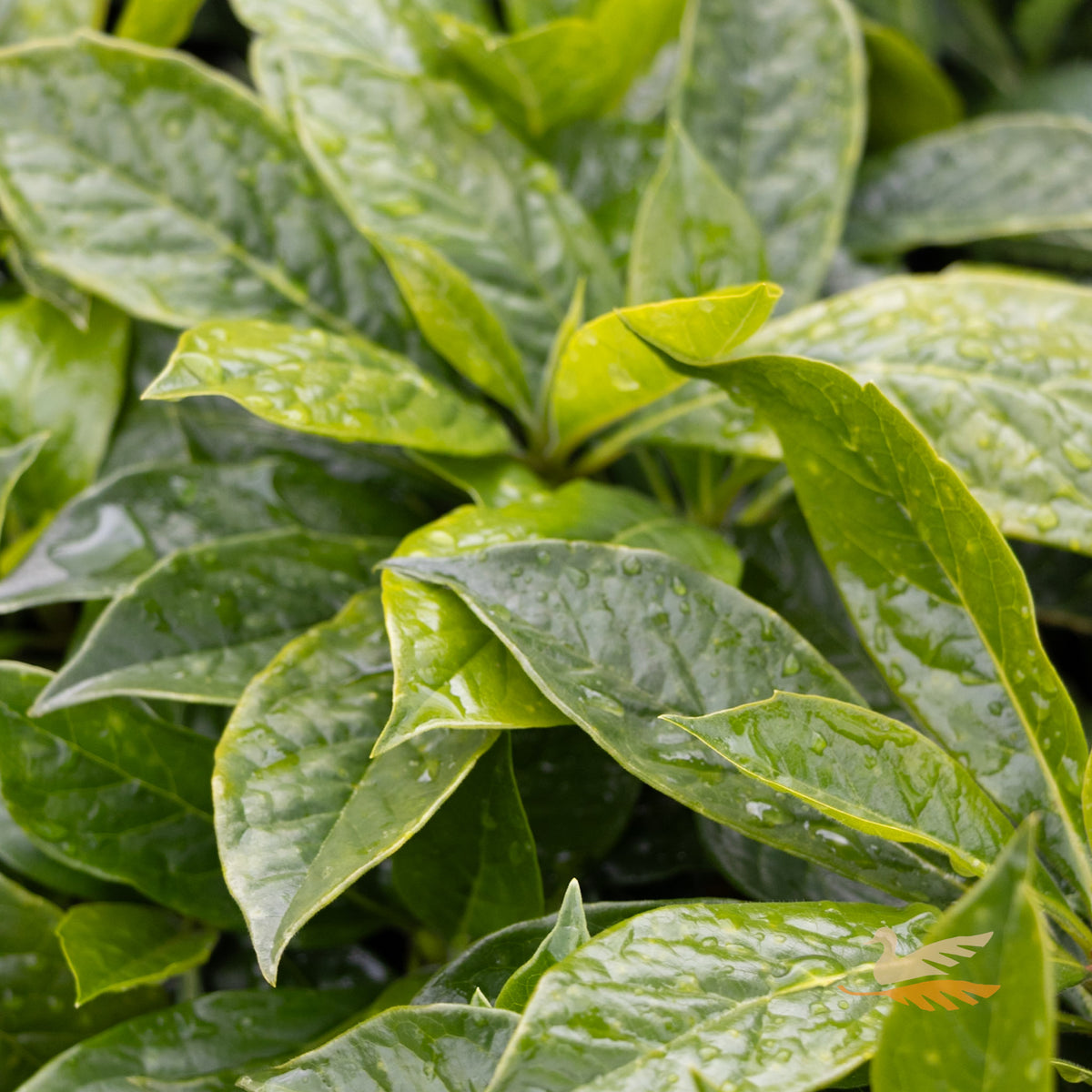 Hymenosporum Luscious - 20cm Pot
