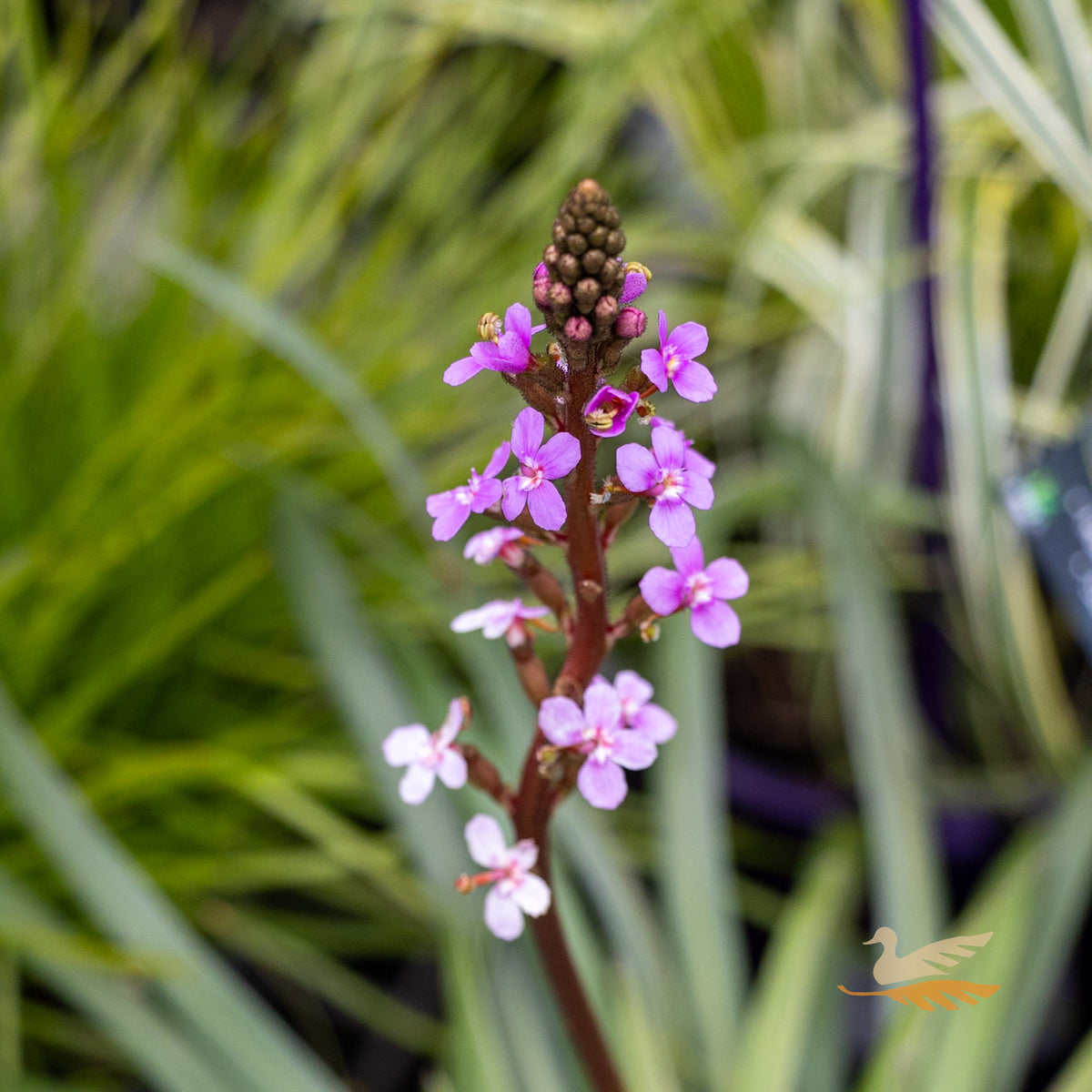 Stylidium Raptor Pink - 15cm Pot