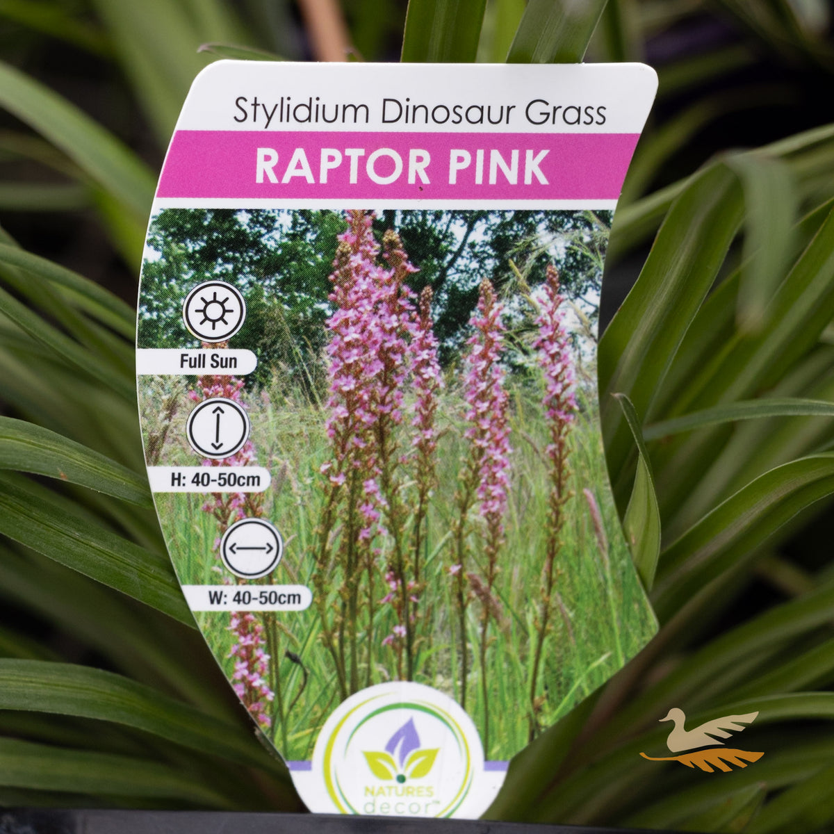 Stylidium Raptor Pink - 15cm Pot