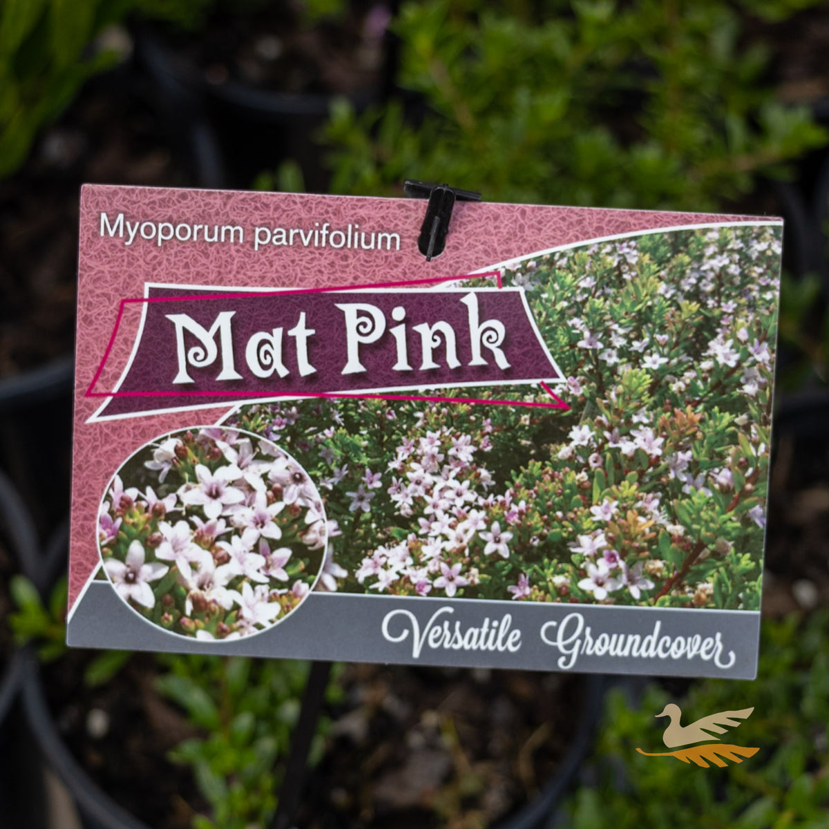 Myoporum Parvifolium Mat Pink - 14cm Pot