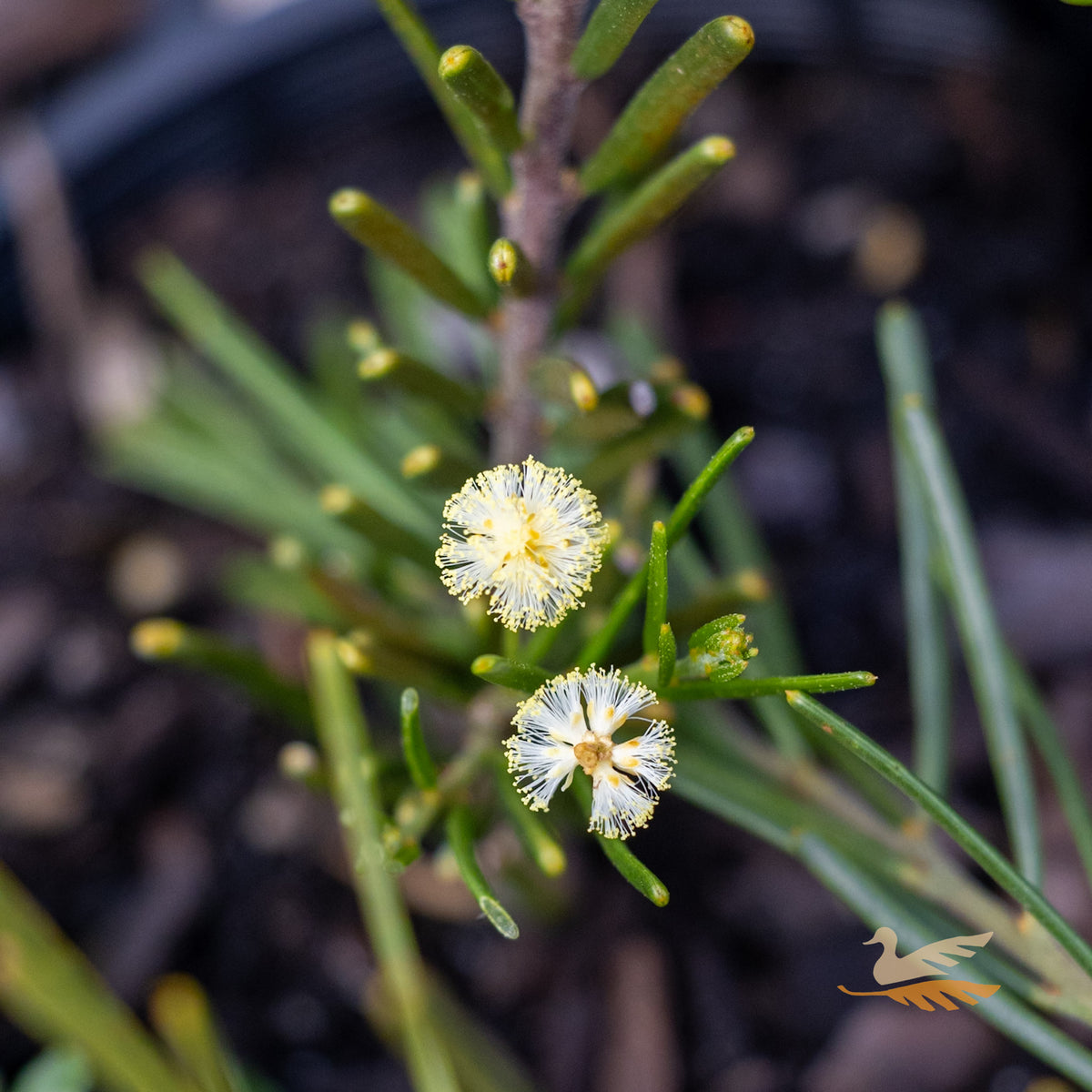 Acacia Prostrate - 14cm Pot