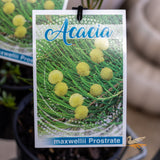 Acacia Prostrate - 14cm Pot