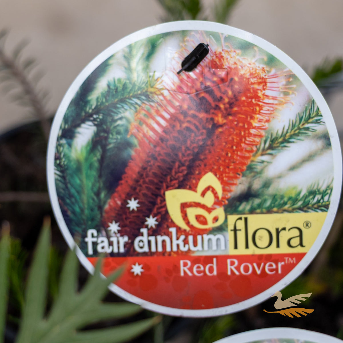 Banksia Red Rover - 14cm Pot