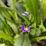 Scaevola Aussie Salute - 14cm Pot