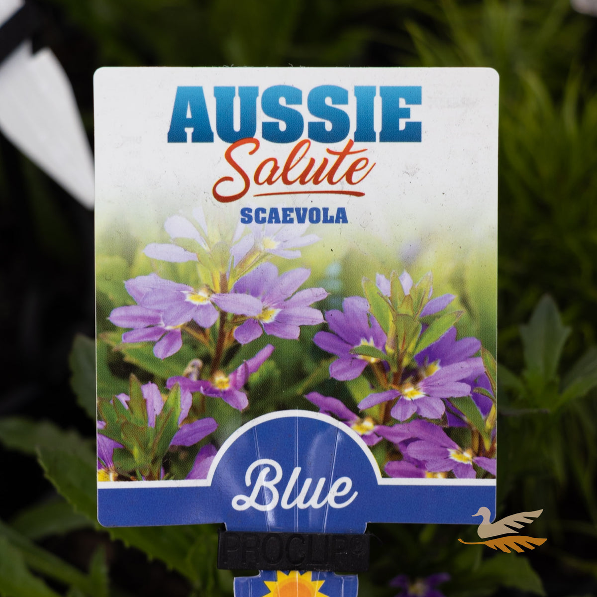 Scaevola Aussie Salute - 14cm Pot