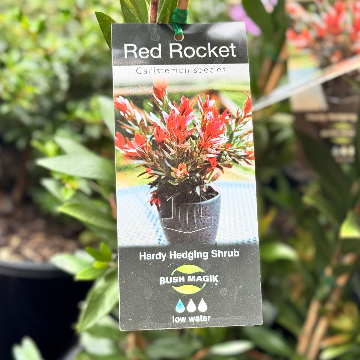 Callistemon Red Rocket - 20cm Pot