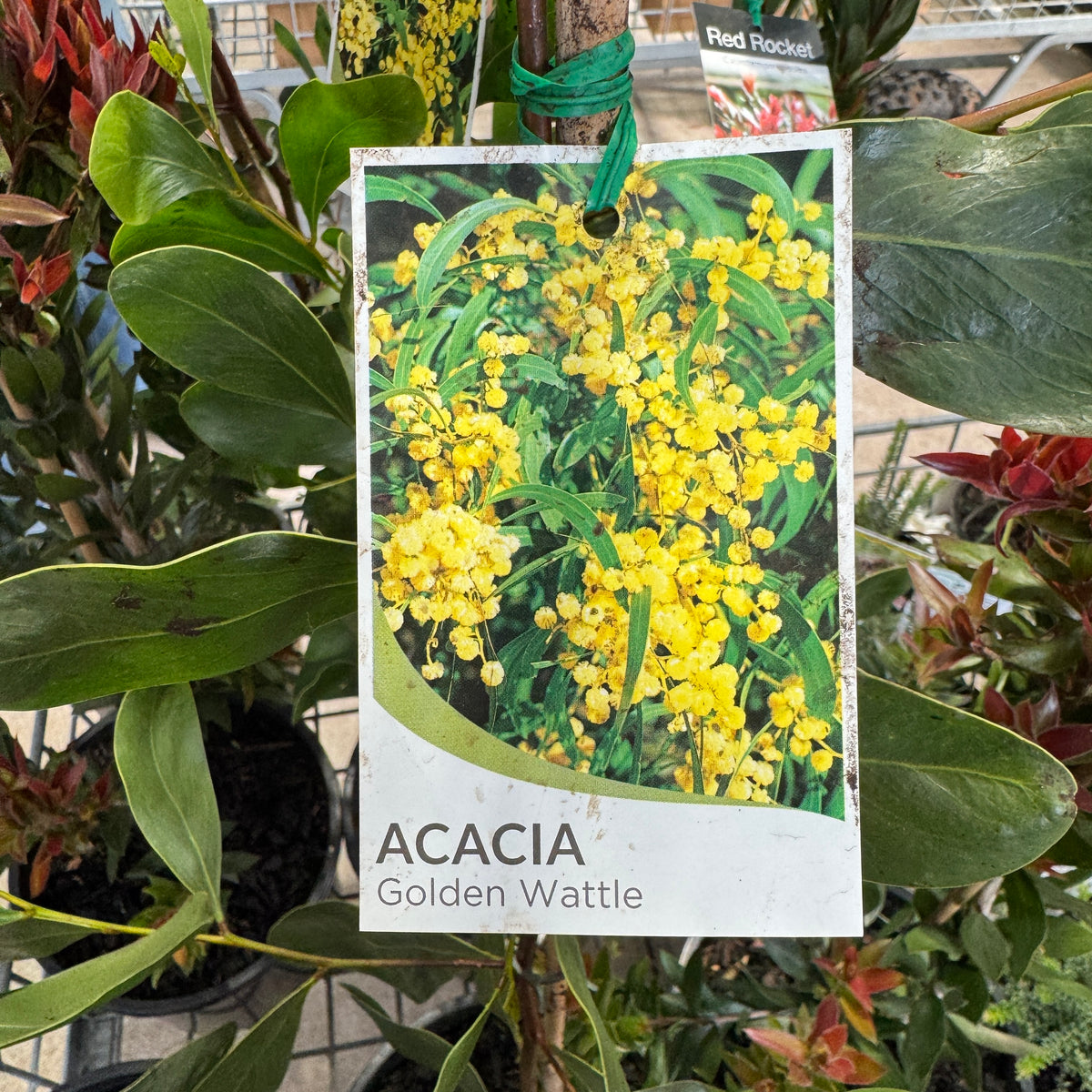 Acacia Pycnantha - 25cm Pot