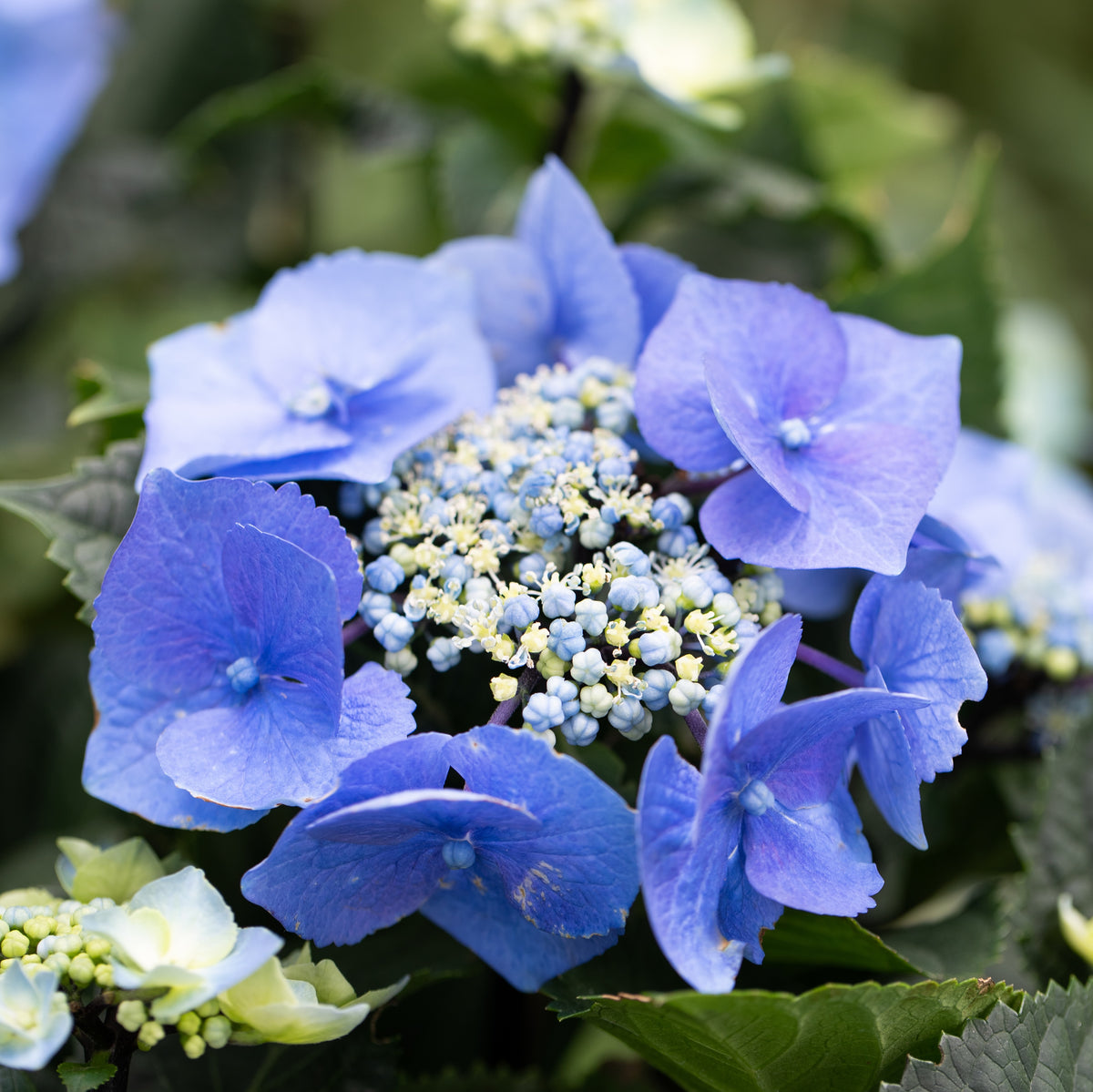Hydrangea OBSIDIAN™ Black Lace - 20cm Pot