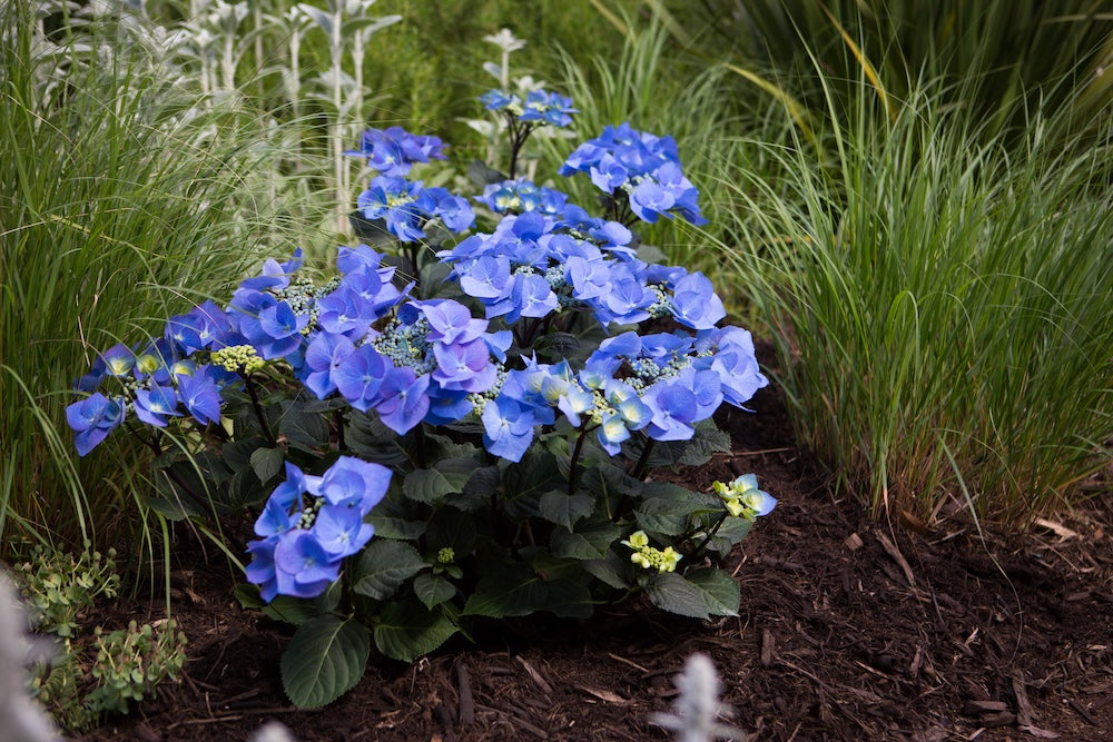 Hydrangea OBSIDIAN™ Black Lace - 20cm Pot