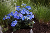 Hydrangea OBSIDIAN™ Black Lace - 20cm Pot