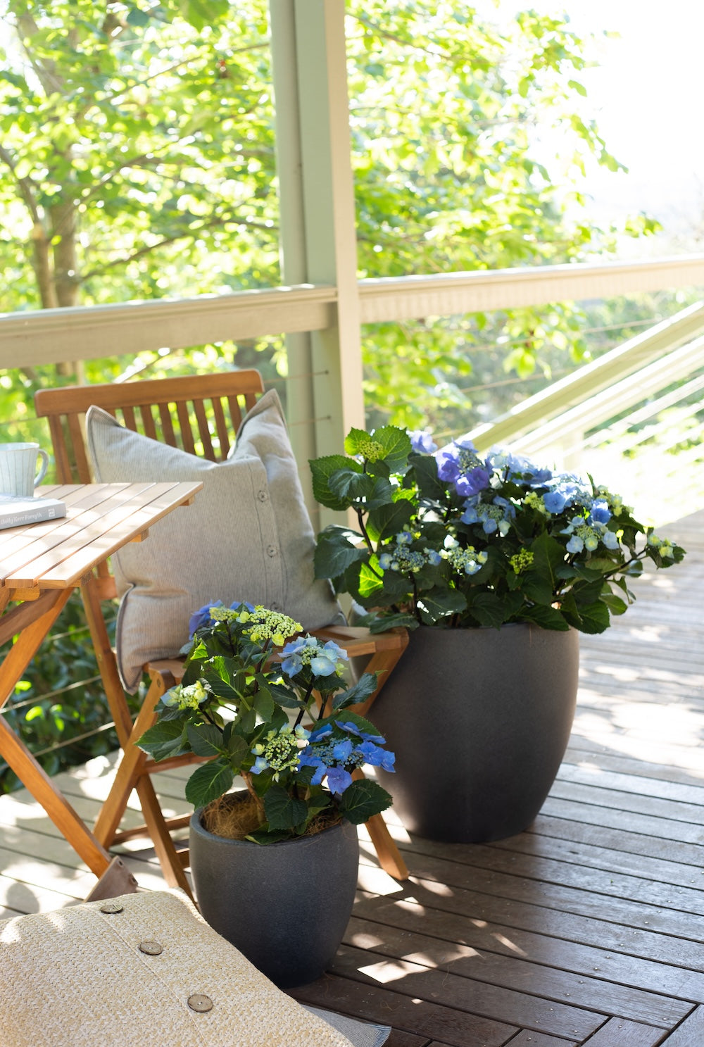 Hydrangea OBSIDIAN™ Black Lace - 20cm Pot