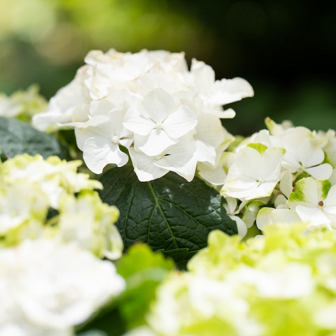 Hydrangea Magical Pearl - 20cm Pot