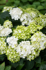 Hydrangea Magical Pearl - 20cm Pot