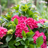 Hydrangea OBSIDIAN™ Storm Cloud - 20cm Pot