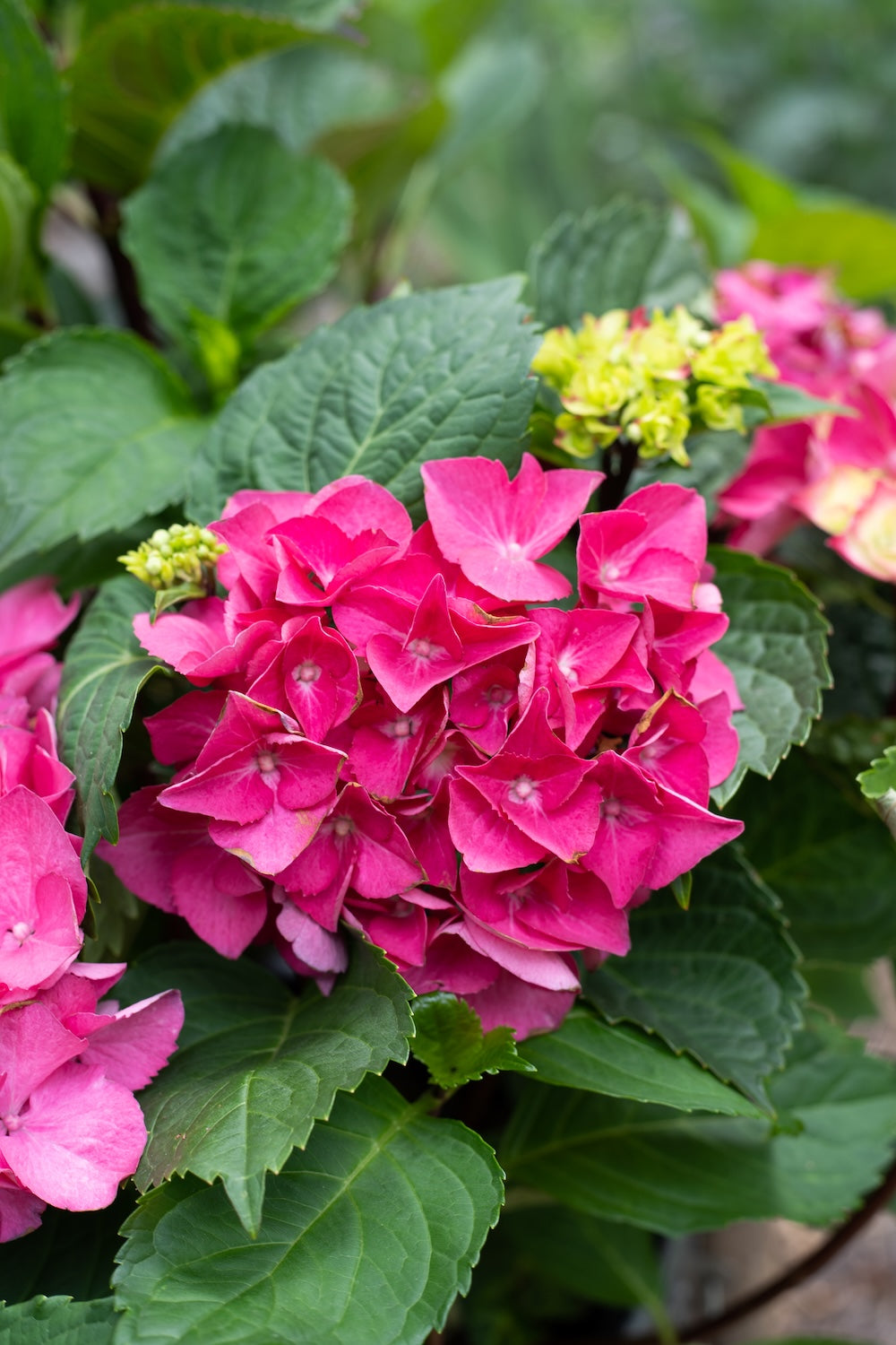 Hydrangea OBSIDIAN™ Storm Cloud - 20cm Pot