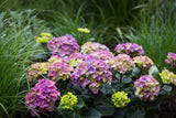 Hydrangea OBSIDIAN™ Storm Cloud - 20cm Pot