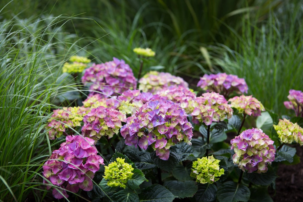 Hydrangea OBSIDIAN™ Storm Cloud - 20cm Pot