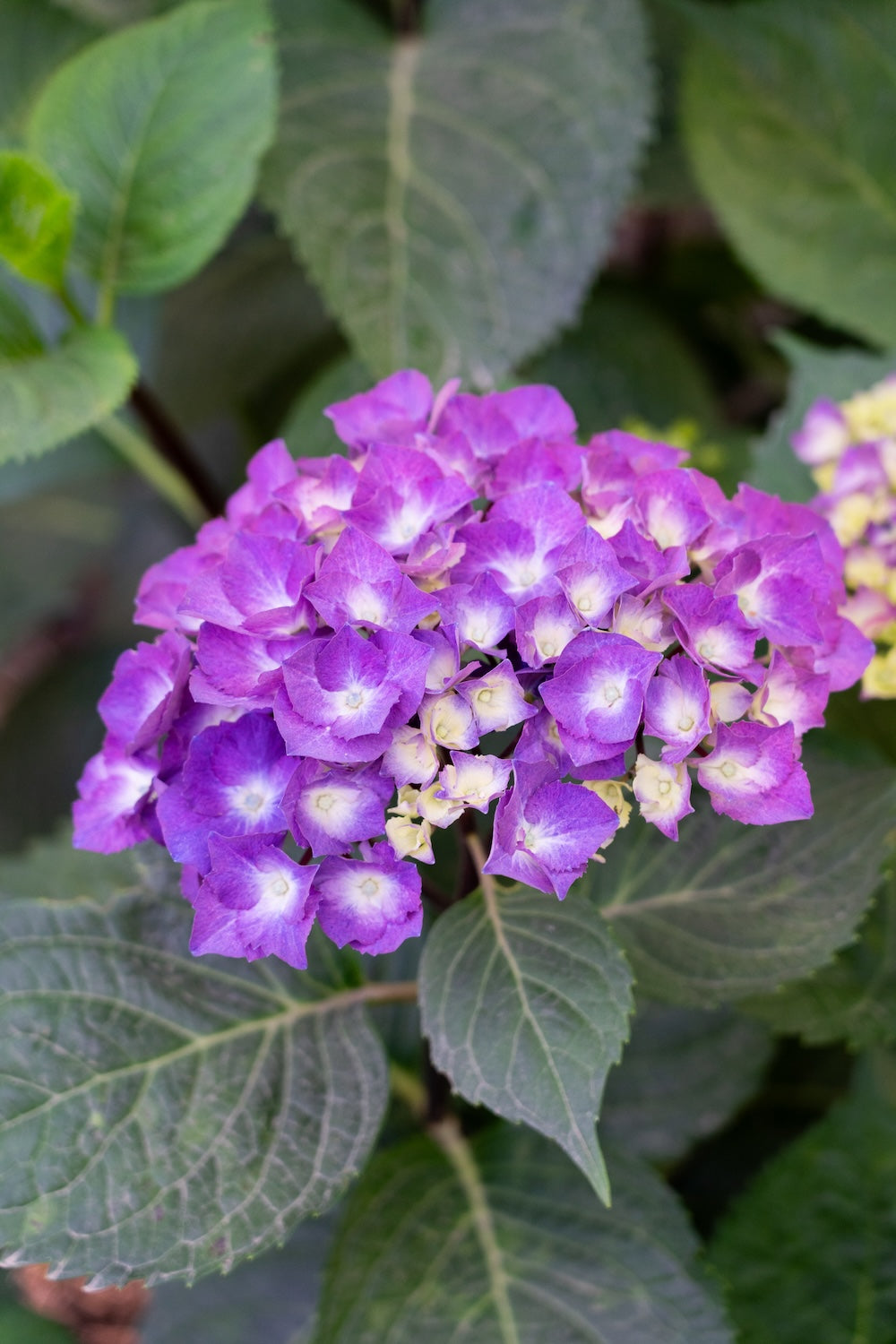 Hydrangea OBSIDIAN™ Storm Cloud - 20cm Pot