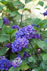 Hydrangea OBSIDIAN™ Storm Cloud - 20cm Pot