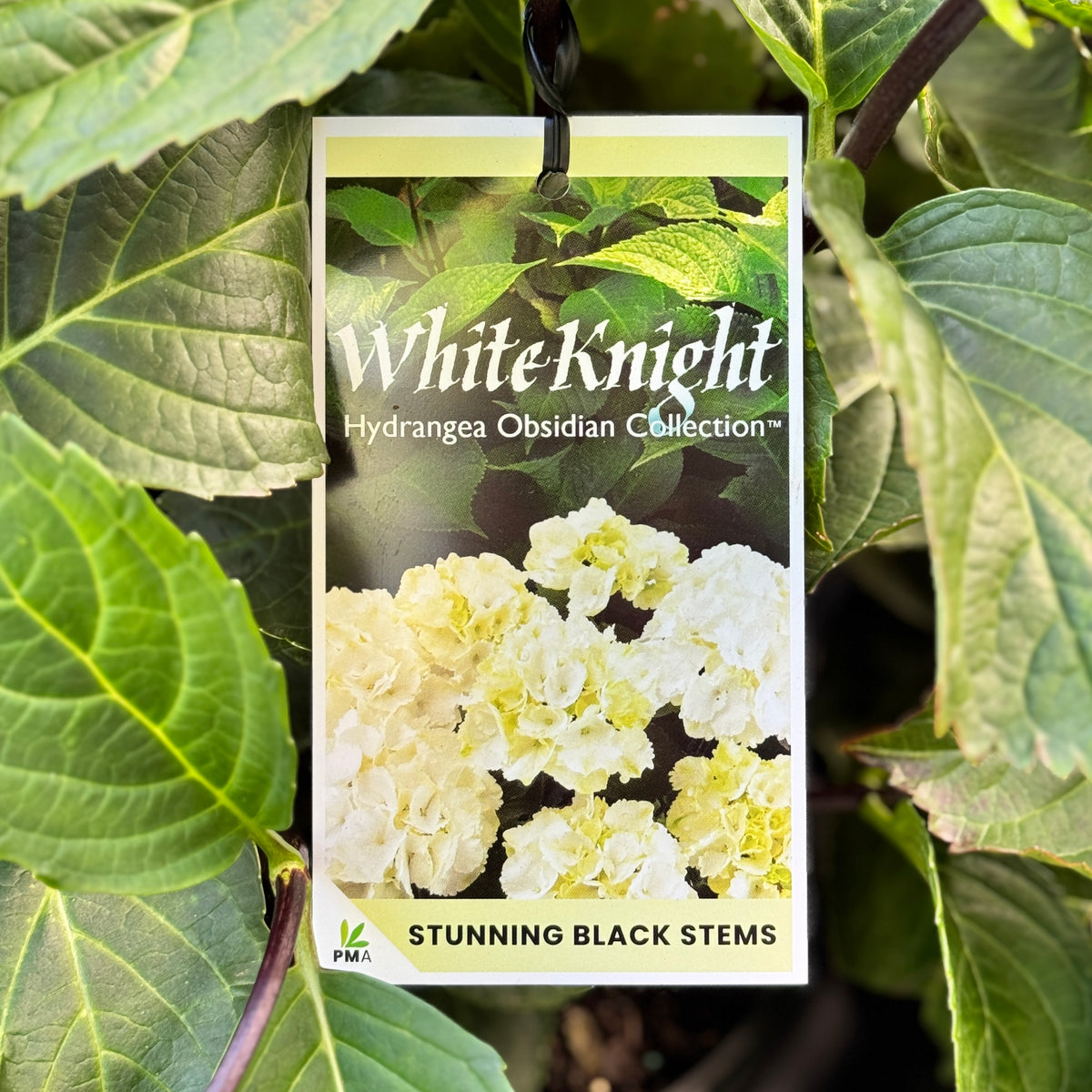 Hydrangea OBSIDIAN™ Black Stem White Knight - 20cm Pot