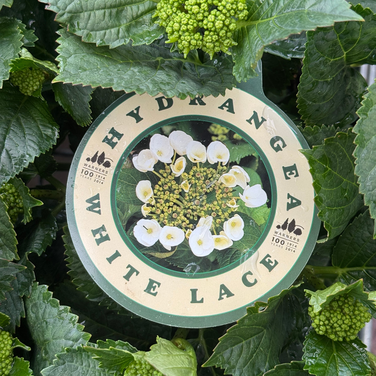 Hydrangea White Lace Cap - 20cm Pot