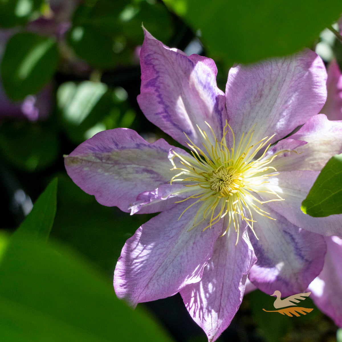 Clematis Asao - 20cm Pot