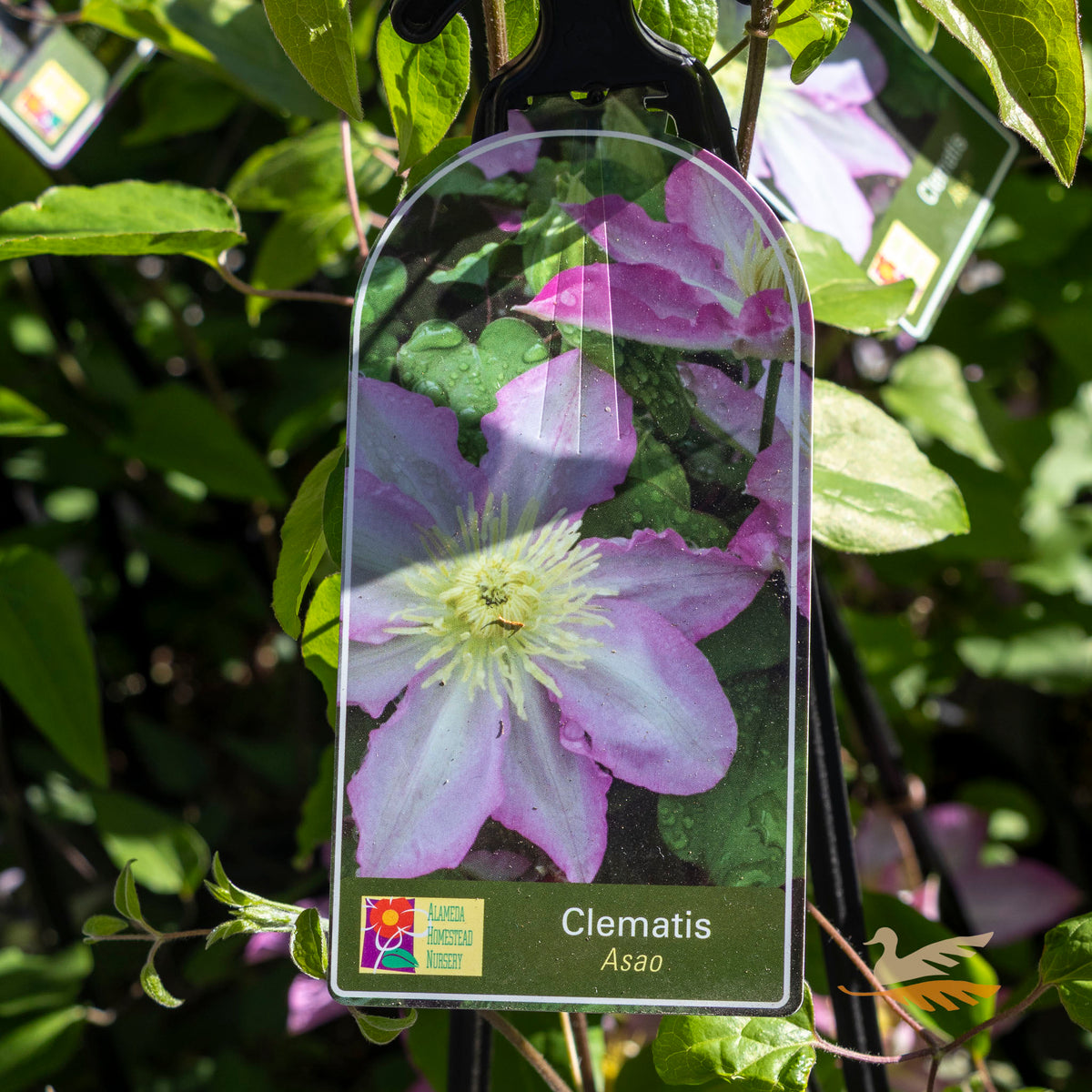 Clematis Asao - 20cm Pot