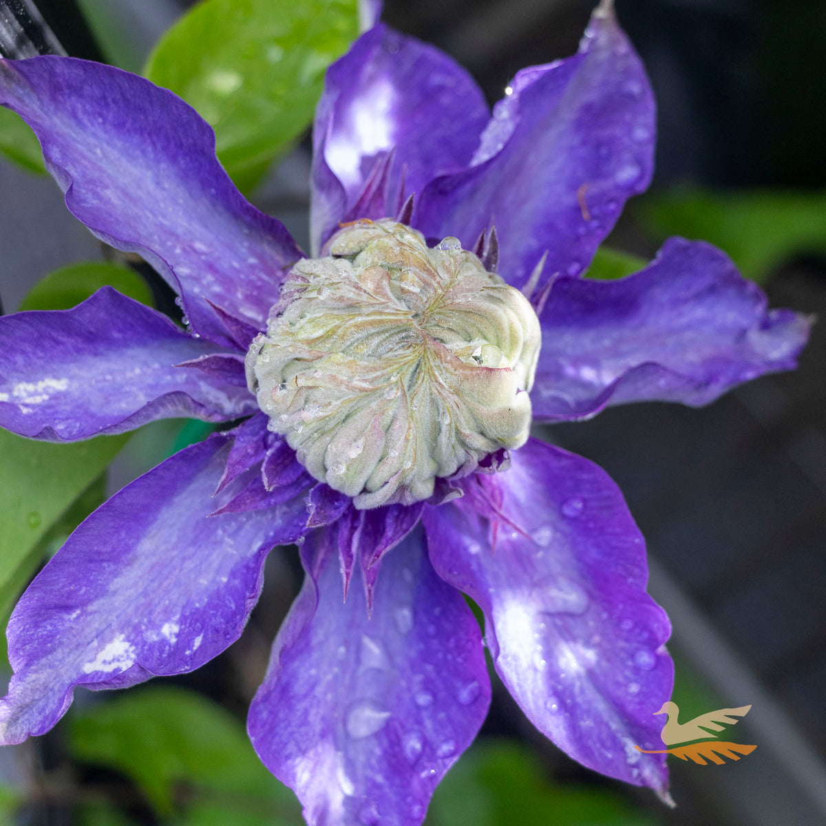 Clematis Belle Of Taranaki - 20cm Pot