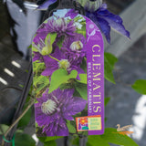 Clematis Belle Of Taranaki - 20cm Pot