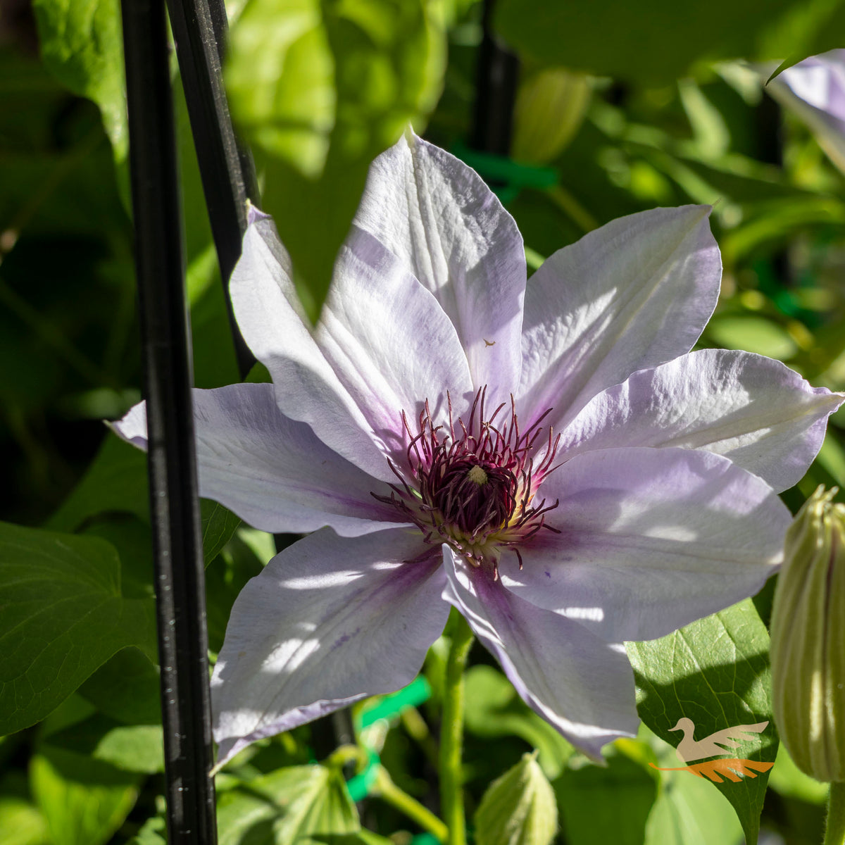 Clematis Candy Stripe - 20cm Pot