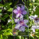 Clematis Candy Stripe - 20cm Pot