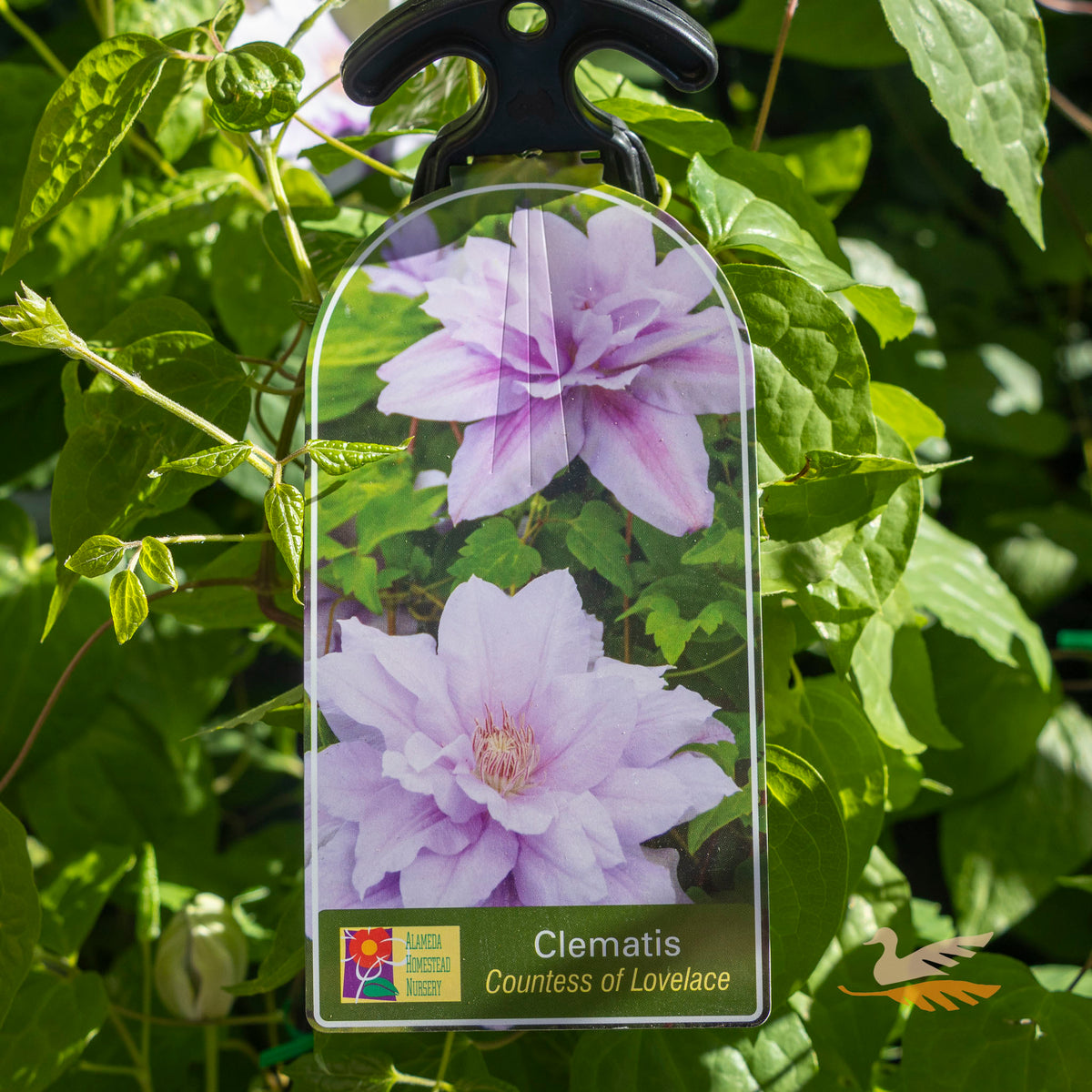 Clematis Countess of Lovelace - 20cm Pot